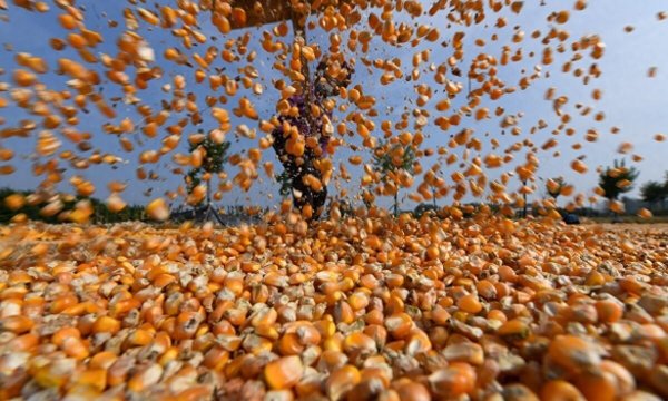 全国最大的配资公司 玉米，越涨越来劲儿了！2025年4月22日玉米价格行情走势
